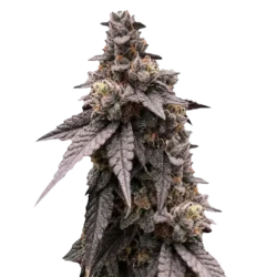 Florida Mint Kush