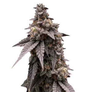 Florida Mint Kush насіння канабісу фемінізоване преміум сорт