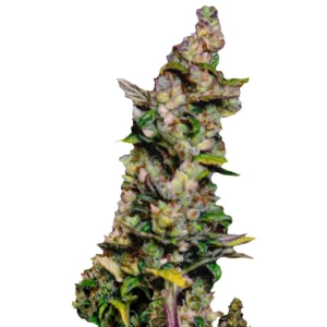 Galina Banka Auto сорт коноплі для новачків та профі