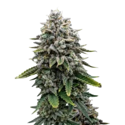 Black Domina Fast
