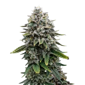 Black Domina Fast насіння канабісу купити