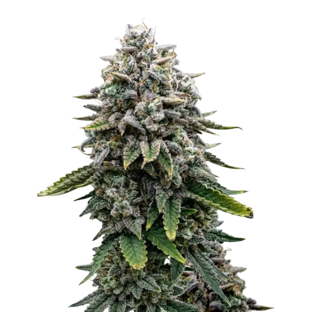 Black Domina Fast насіння канабісу купити