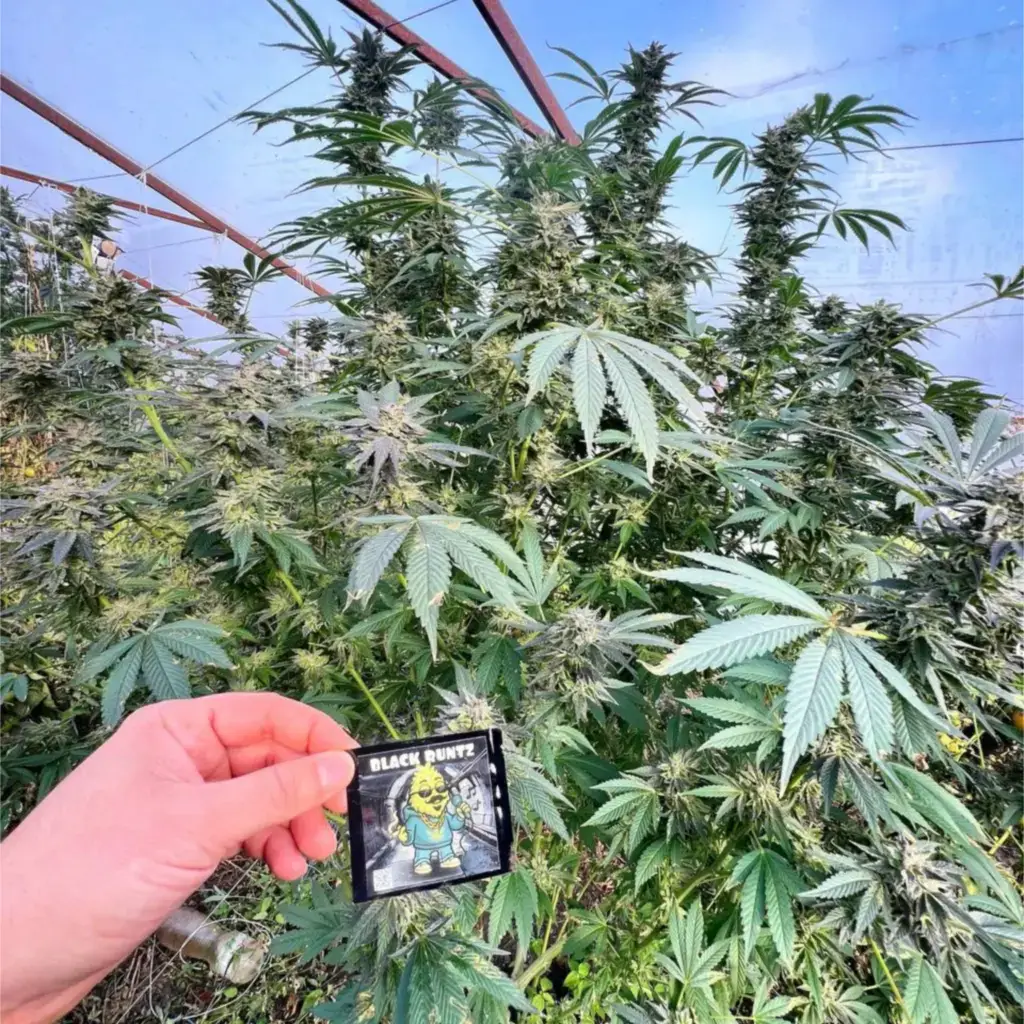 Великий кущ сорту Black Runtz із багатьма суцвіттями під прозорим накриттям теплиці