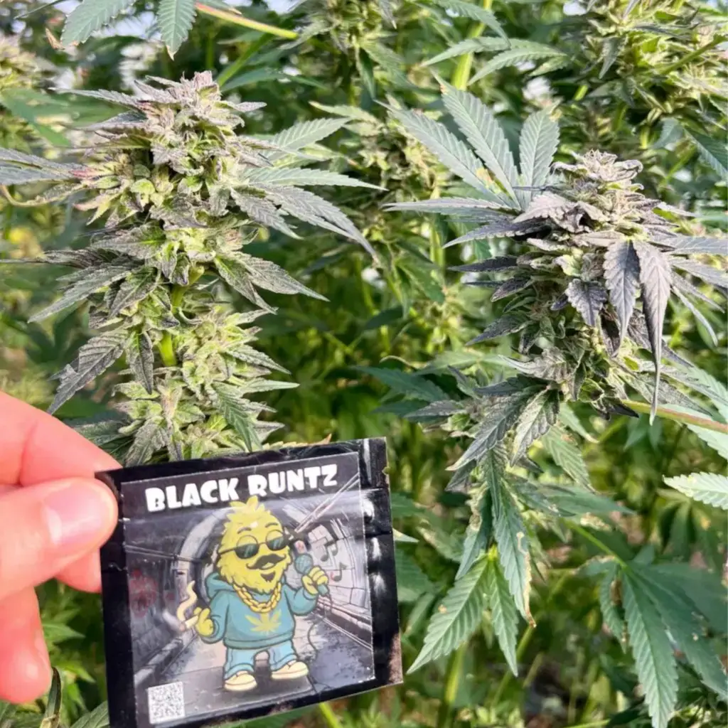 Квітучі коли сорту Black Runtz у теплиці з фірмовою упаковкою насіння в руці