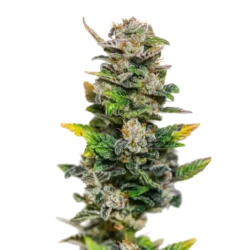 Sour Rot Candy Auto
