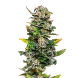 Sour Rot Candy насіння канабісу з високим ТГК