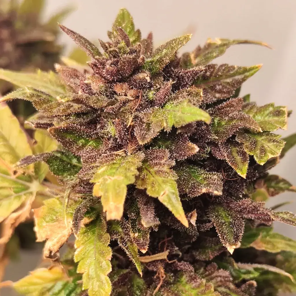 Purple Banner Auto насіння коноплі
