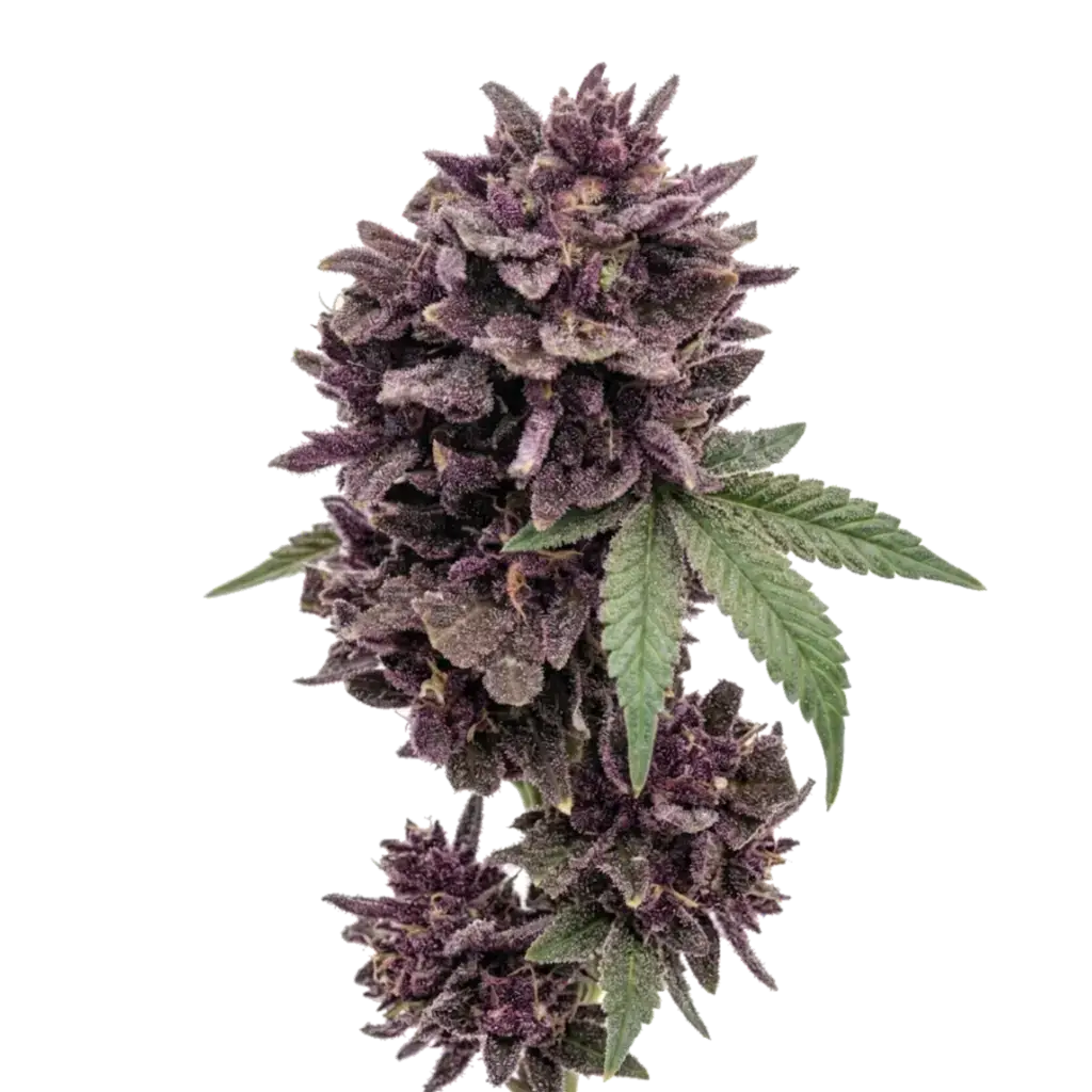 Purple Banner Auto насіння брюс бенер фіолетова конопля