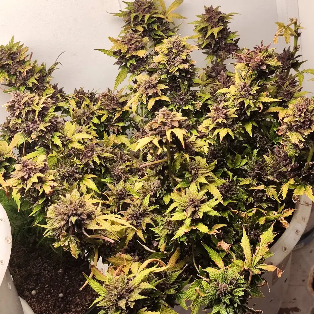 семена конопли Purple Banner Auto