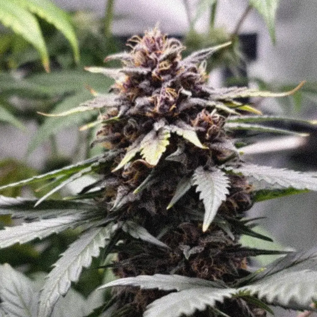 Blackberry Kush Auto