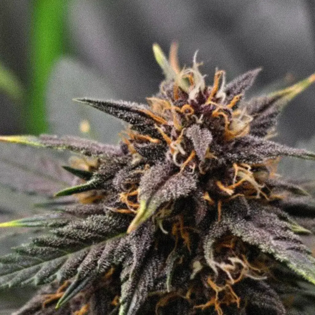 Blackberry Kush Auto