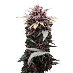 Blackberry Kush Auto