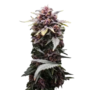 Екзотична фіолетова шишка медичного каннабісу сорту Blackberry Kush Auto на білому тлі