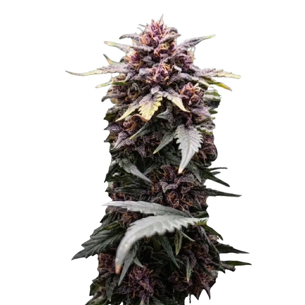 Екзотична фіолетова шишка медичного каннабісу сорту Blackberry Kush Auto на білому тлі