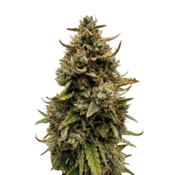 Somango Auto