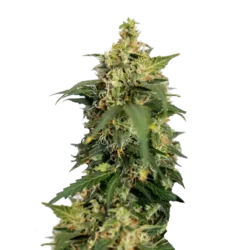 Super Critical Auto