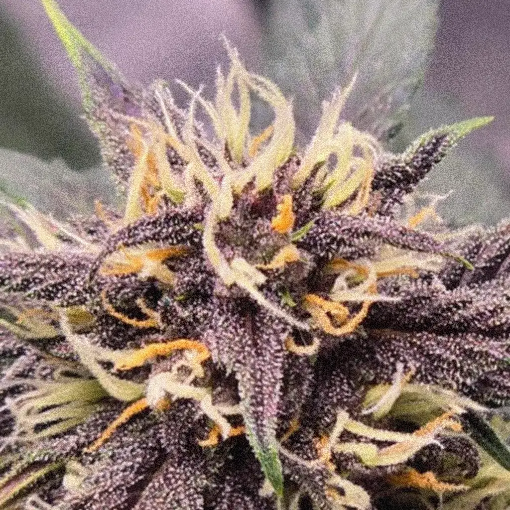 Blackberry Kush Auto