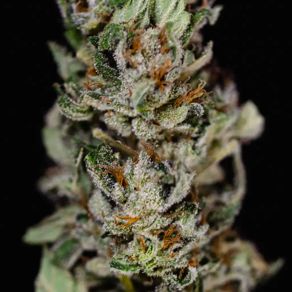 Aromi X Hash Plant Auto насіння канабісу Northern Sun у Конопелечки
