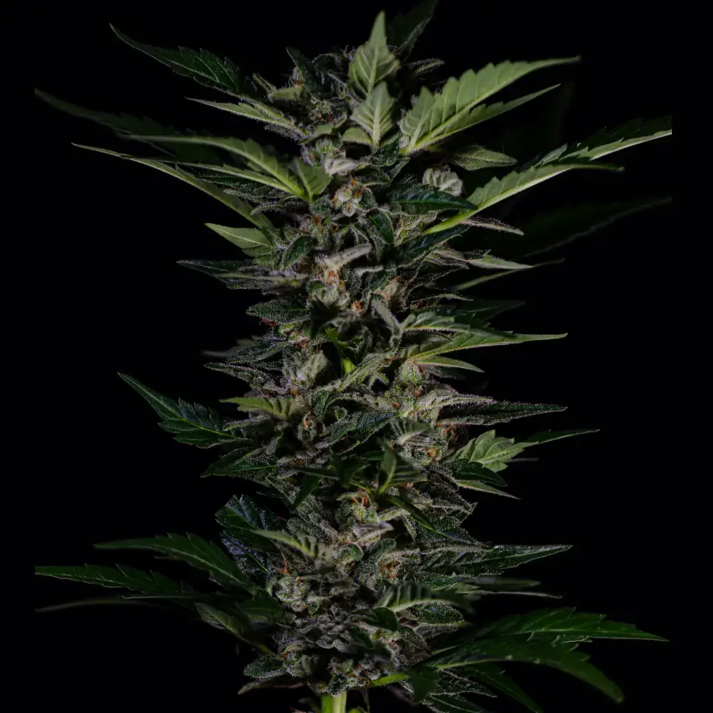 Насіння маріхуани купити Aromi X Hash Plant Auto