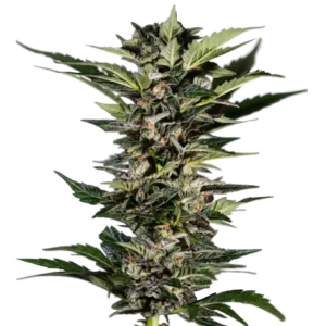 Насіння канабісу Aromi Hash Plant