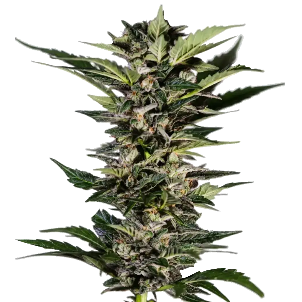 Насіння канабісу Aromi Hash Plant