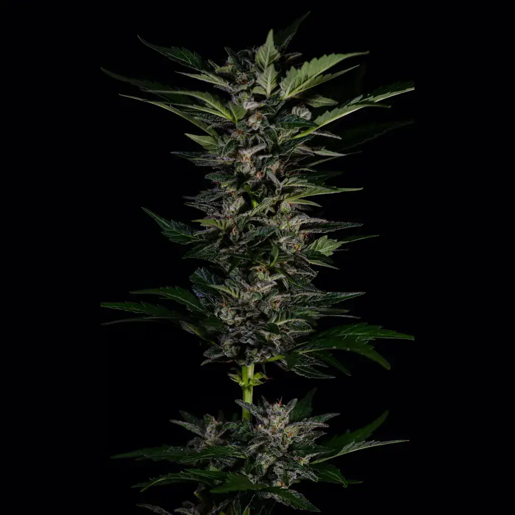 Aromi X Hash Plant Auto семена каннабиса