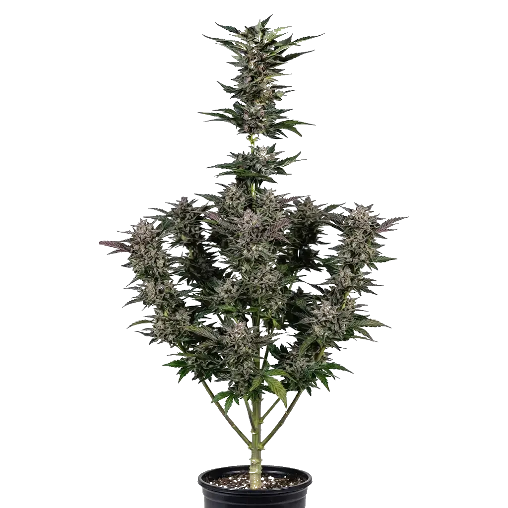 Нормальний кущ канабісу на прозорому фоні Aromi X Hash Plant Auto