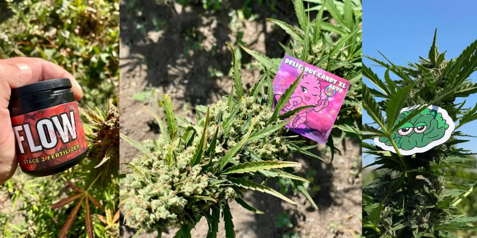 Добриво Flow Stage 2, сорт Delicious Candy XL Auto та наклейка Конопелечка