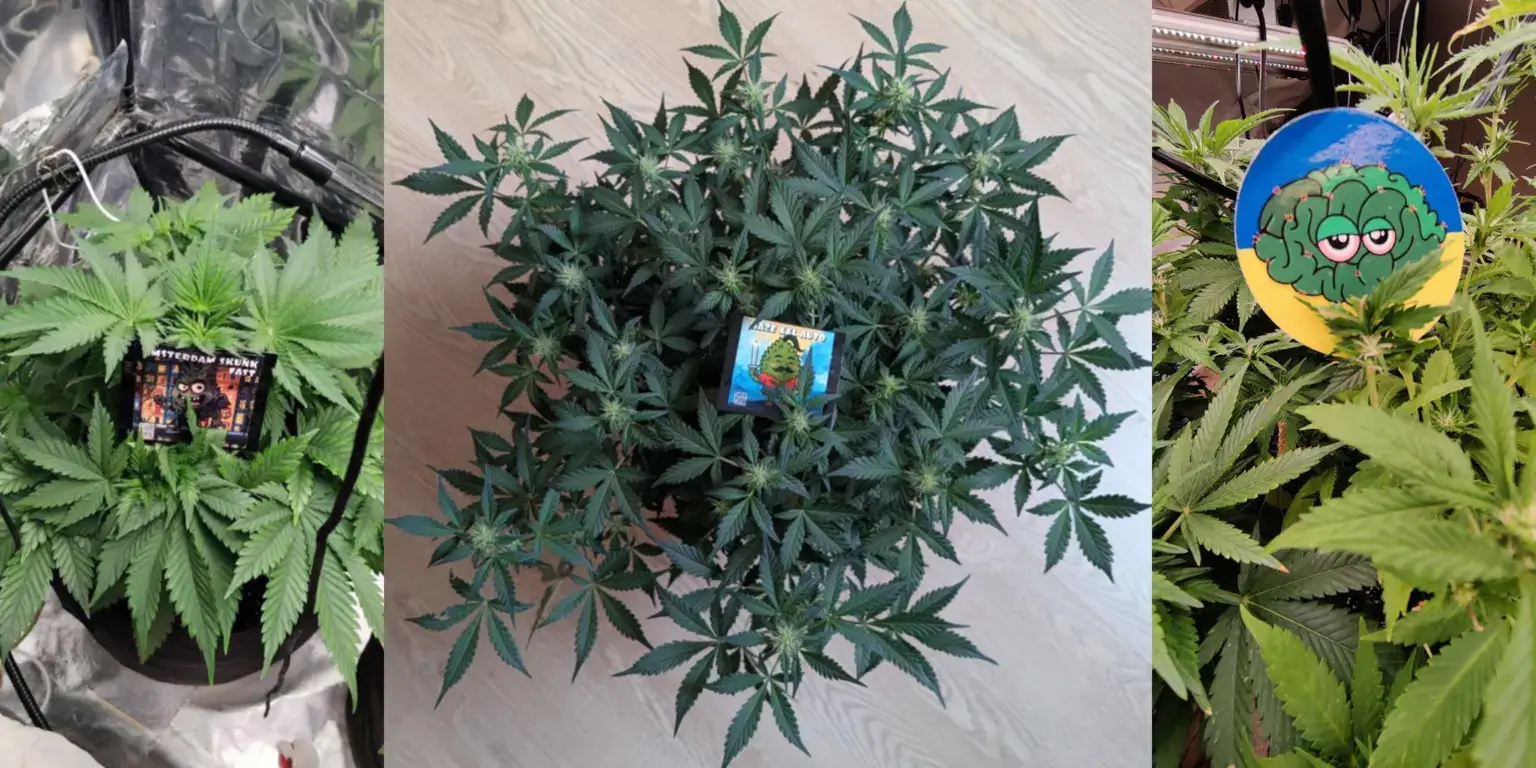 Вирощування сортів Amsterdam Skunk Fast та Haze XXL Auto у гроубоксі Конопелечка