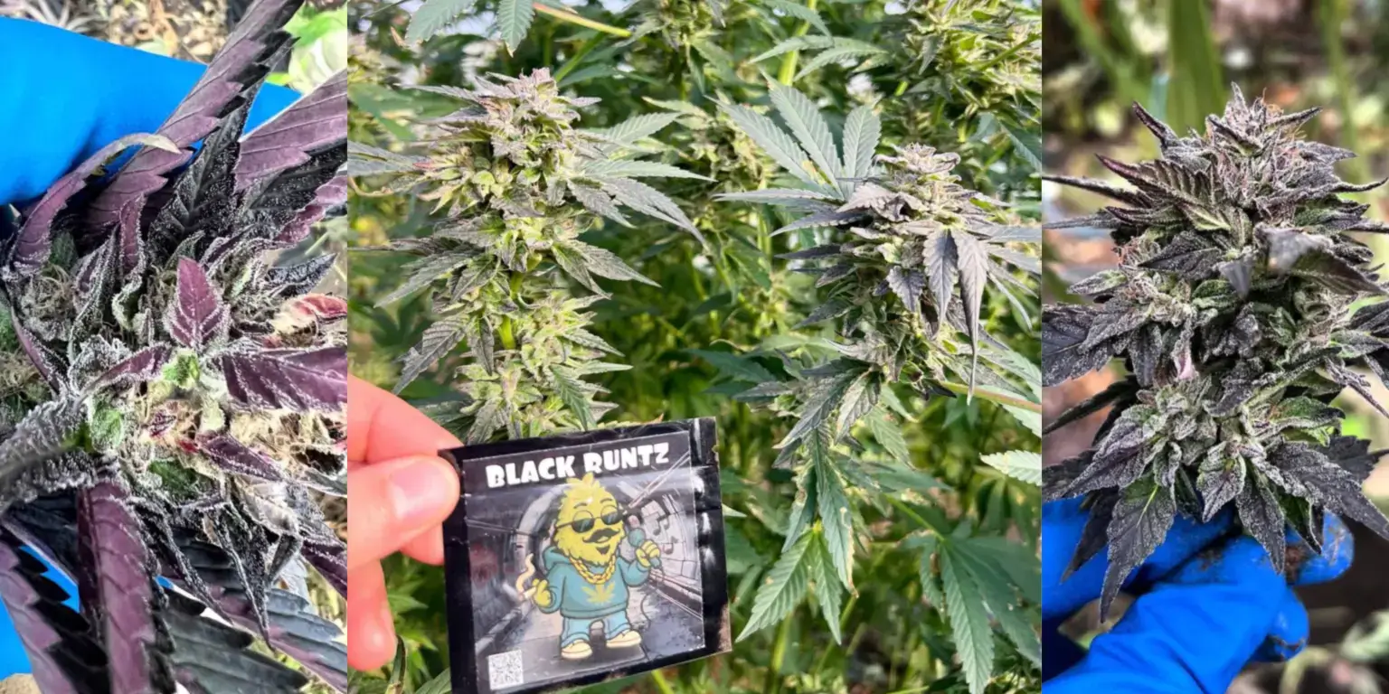 Упаковка насіння Black Runtz та вирощені фіолетові суцвіття конопель Конопелечка