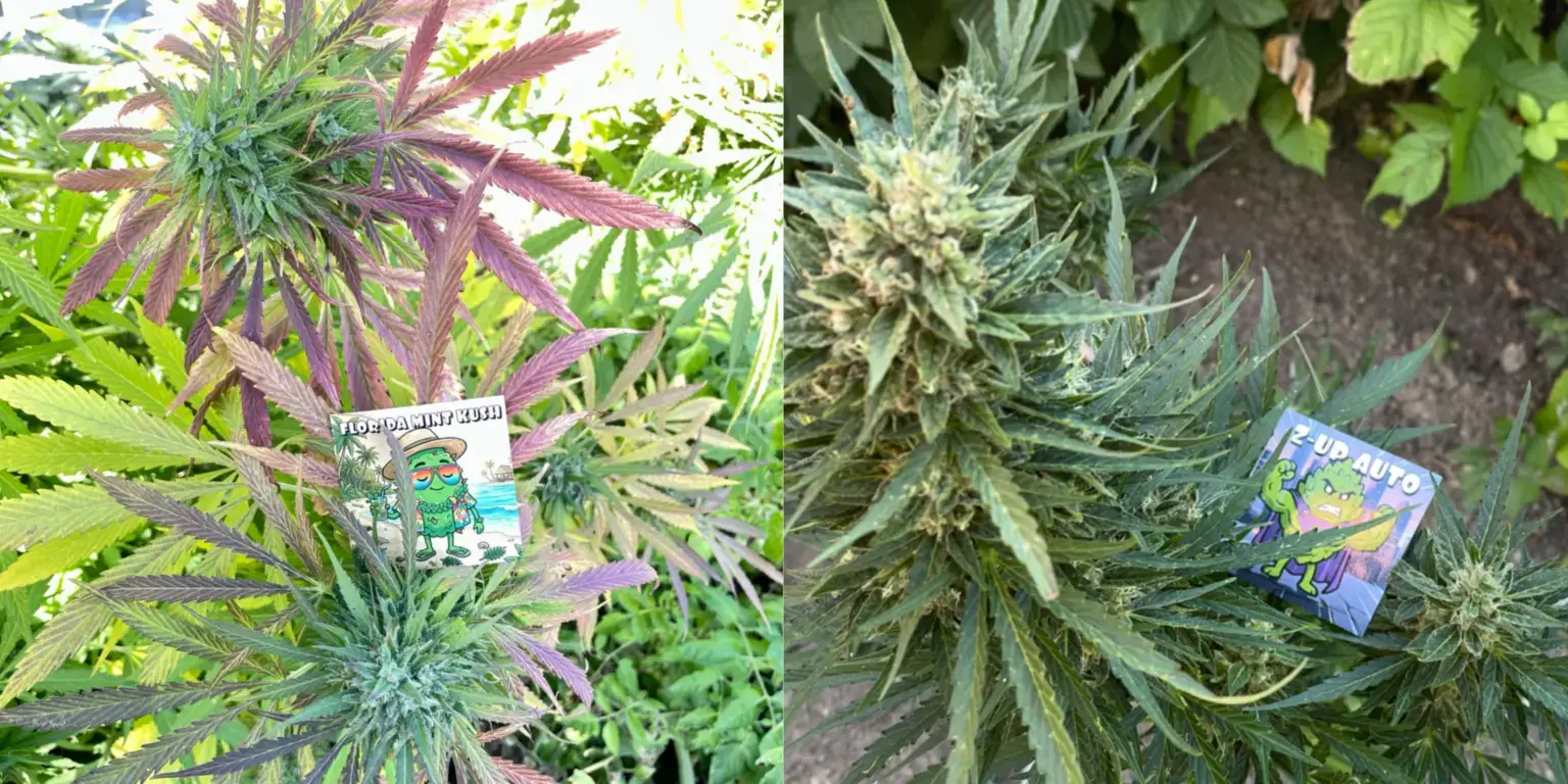 Рослини конопель Florida Mint Kush та Z-Up Auto із стікерами Конопелечка