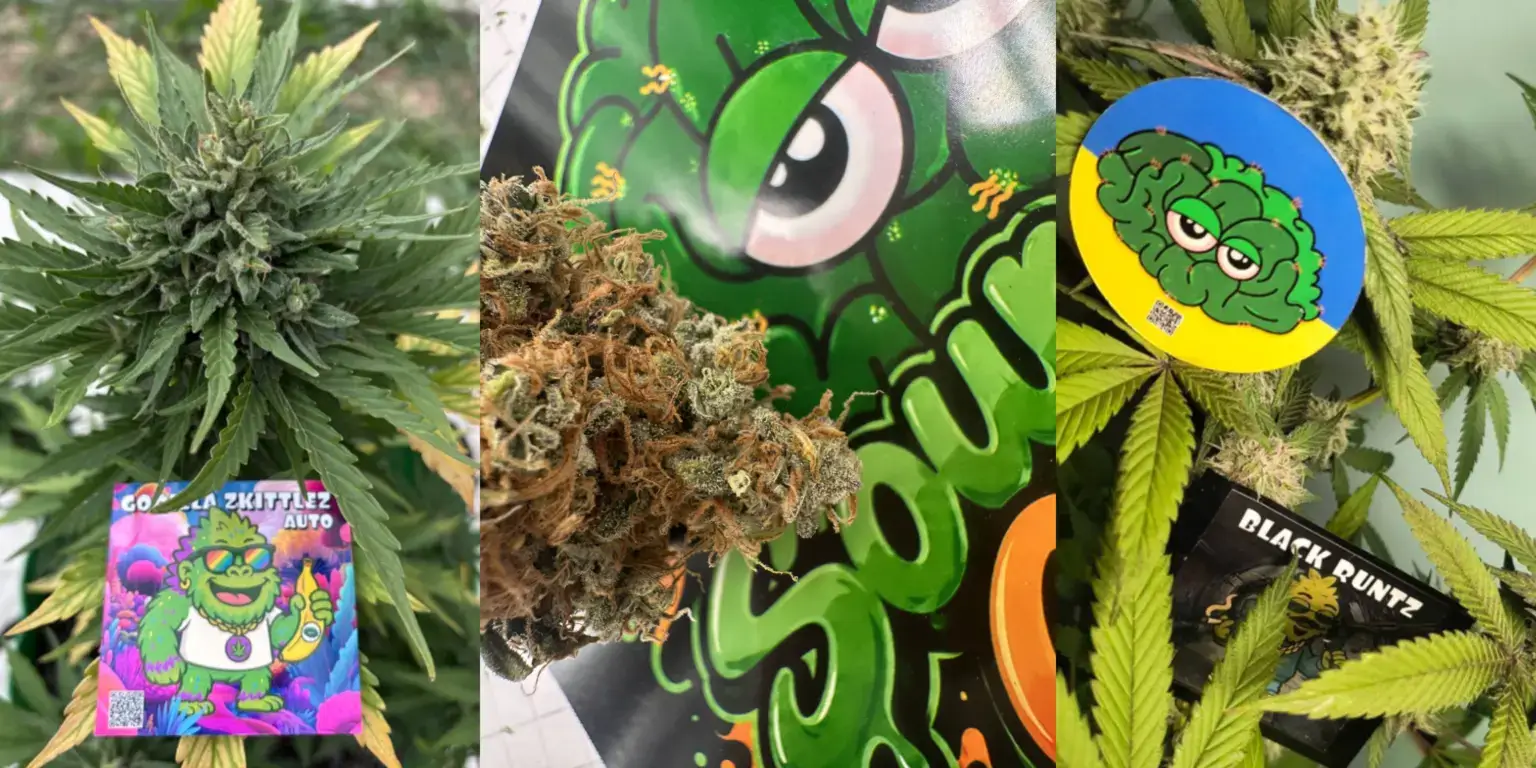 Сорти Gorilla Zkittlez Auto та Black Runtz з фірмовими наклейками Конопелечка