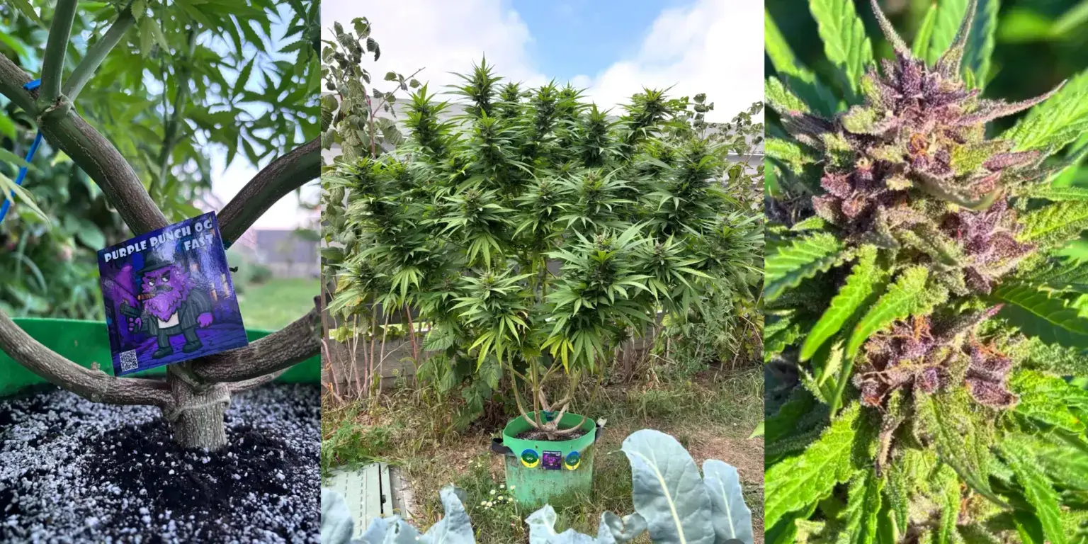 Кущ Purple Punch OG Fast у гроубагу з фірмовою упаковкою насіння Конопелечка