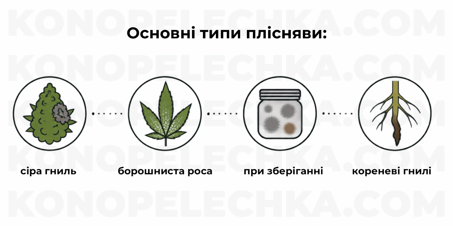 основні види плісняви коноплі