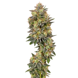 Крупний план засмоленої центральної коли сорту White Widow Fast на білому фоні з рясними трихомами